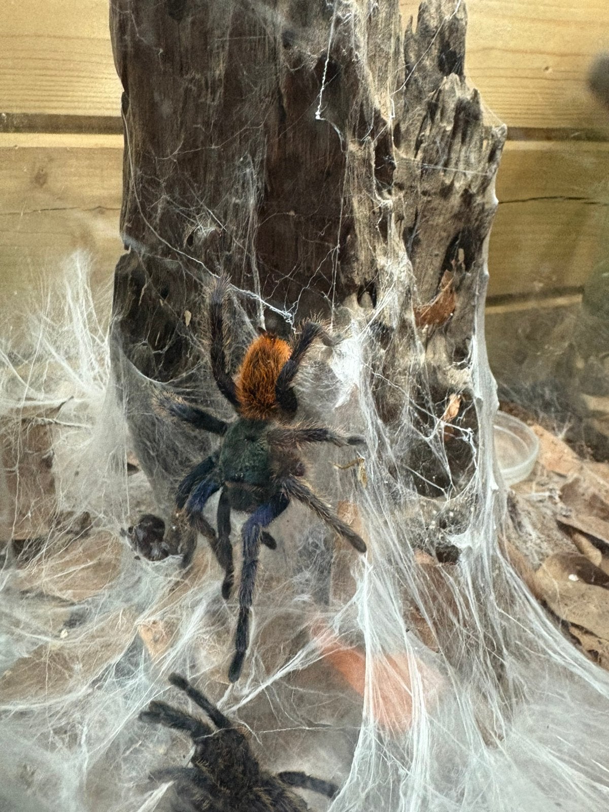 Chromatopelma cyaneopubescens vrouw, Spin of Schorpioen