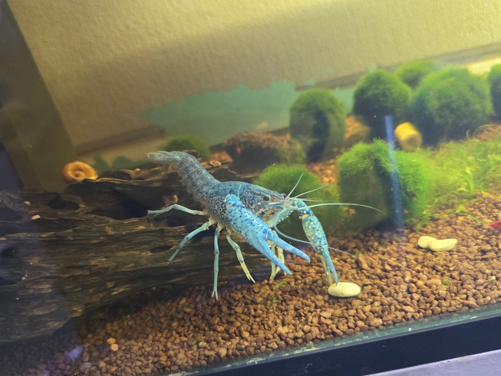 blauwe florida kreeft circa 12-15cm, Dieren en Toebehoren, Vissen | Aquariumvissen, Vis