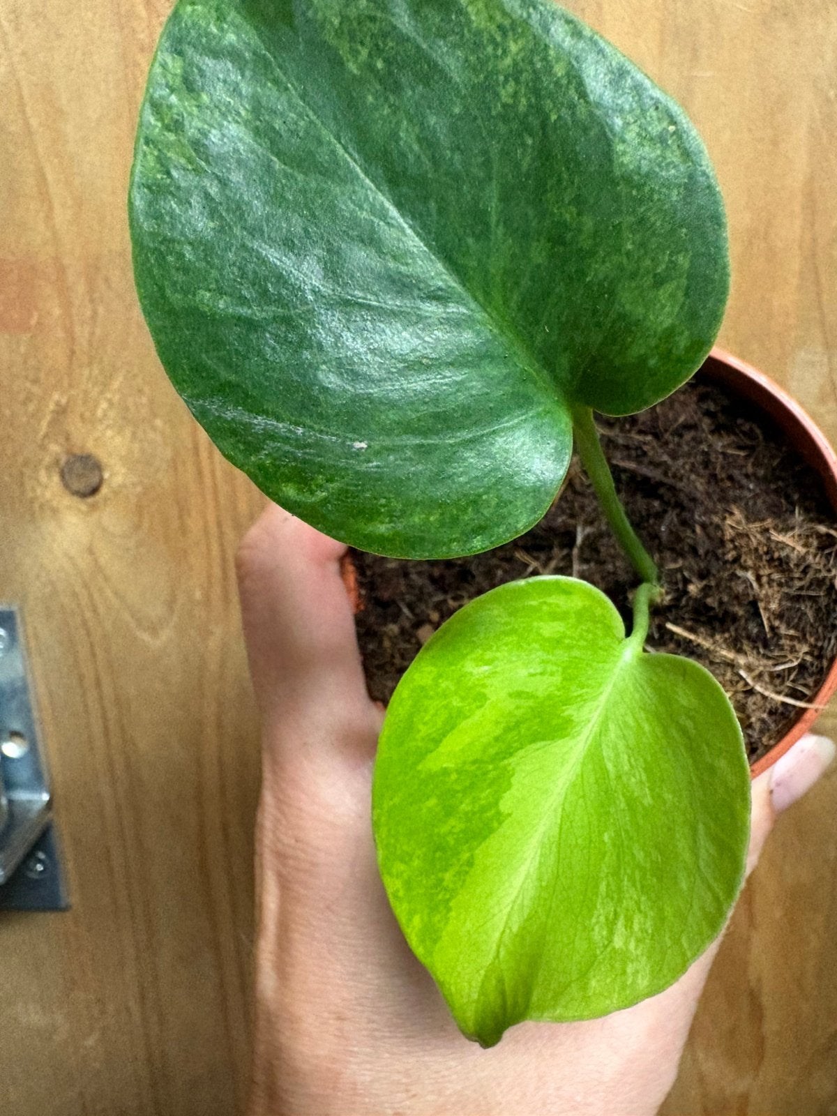 Monstera deliciosa variegata plant jungle mint green gog, Huis en Inrichting, Kamerplanten, Ophalen of Verzenden, Halfschaduw