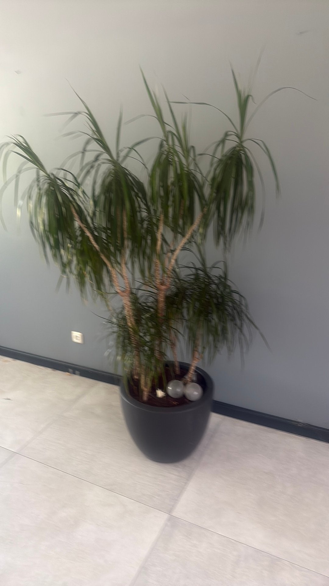 Grote Plant Dracaena met pot op wieltjes, Ophalen of Verzenden, Vaste plant, Overige soorten, Halfschaduw