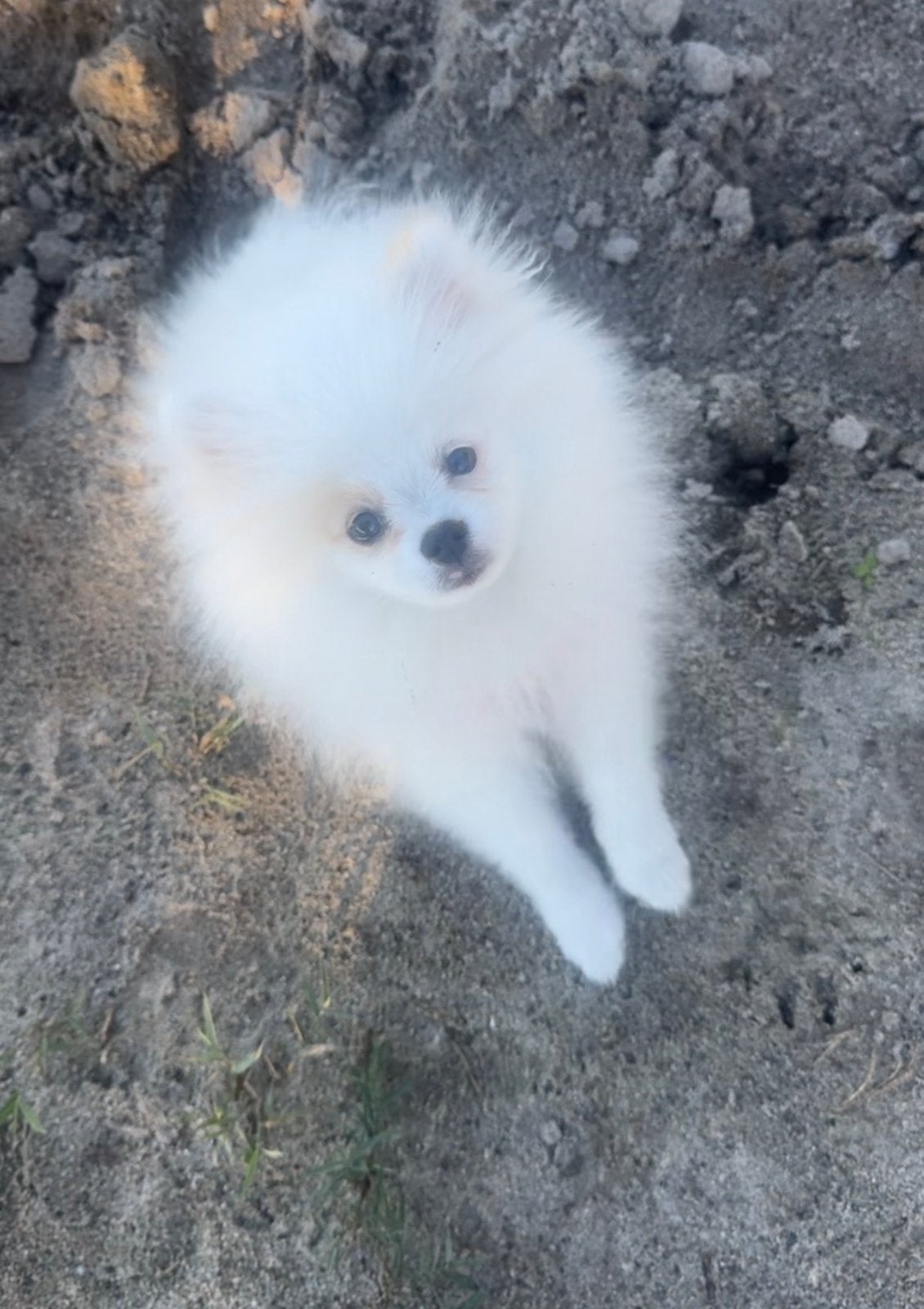 Lieve pomeriaan, Dieren en Toebehoren, Particulier, Keeshond, 15 weken tot 1 jaar, Reu
