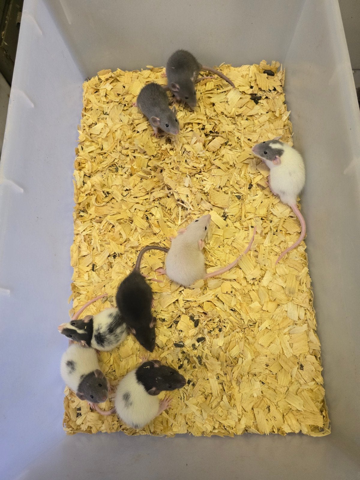 Leuke mannen ratjes rittens dumbo, Dieren en Toebehoren, Juni, Mannelijk, Rat