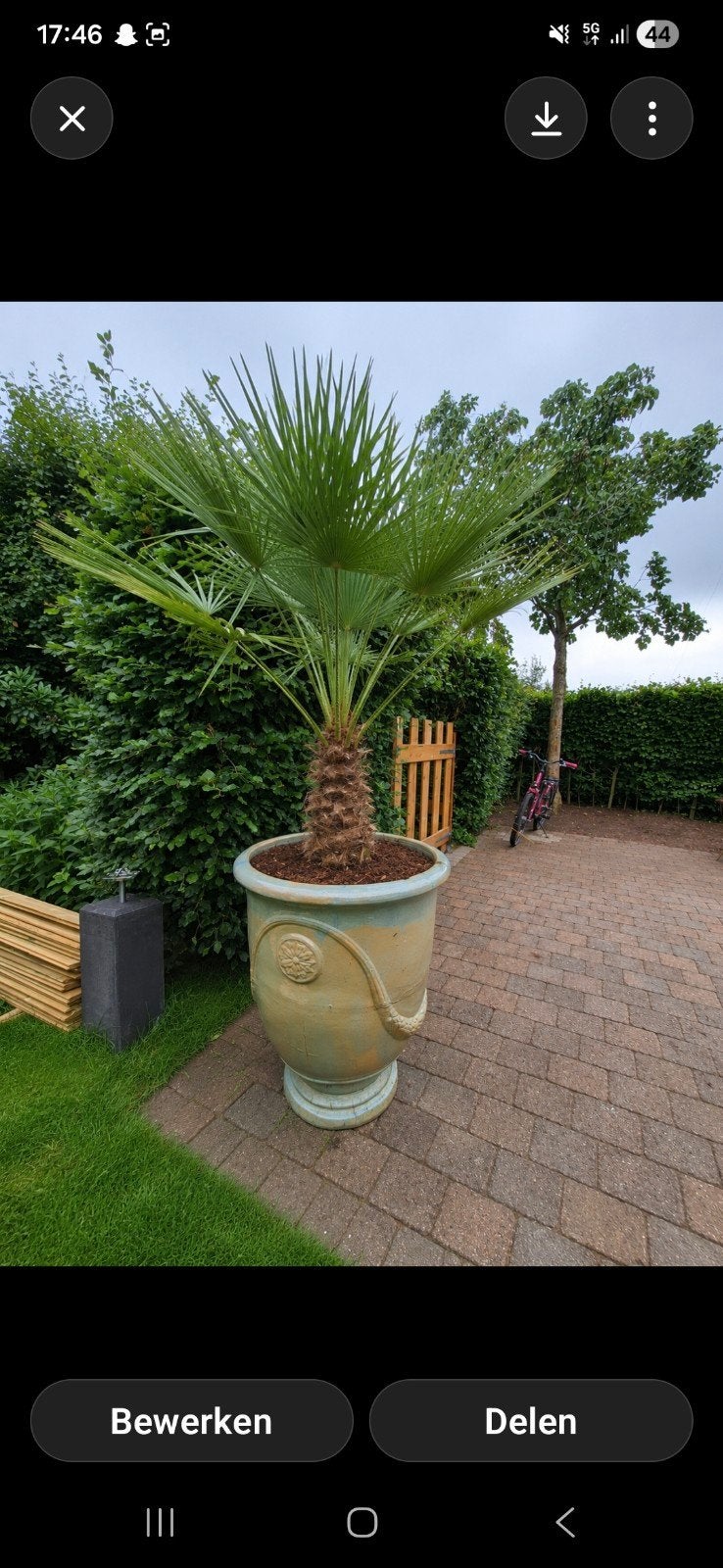 Mooie grote bloempot, Ophalen of Verzenden, Overige soorten, Volle zon
