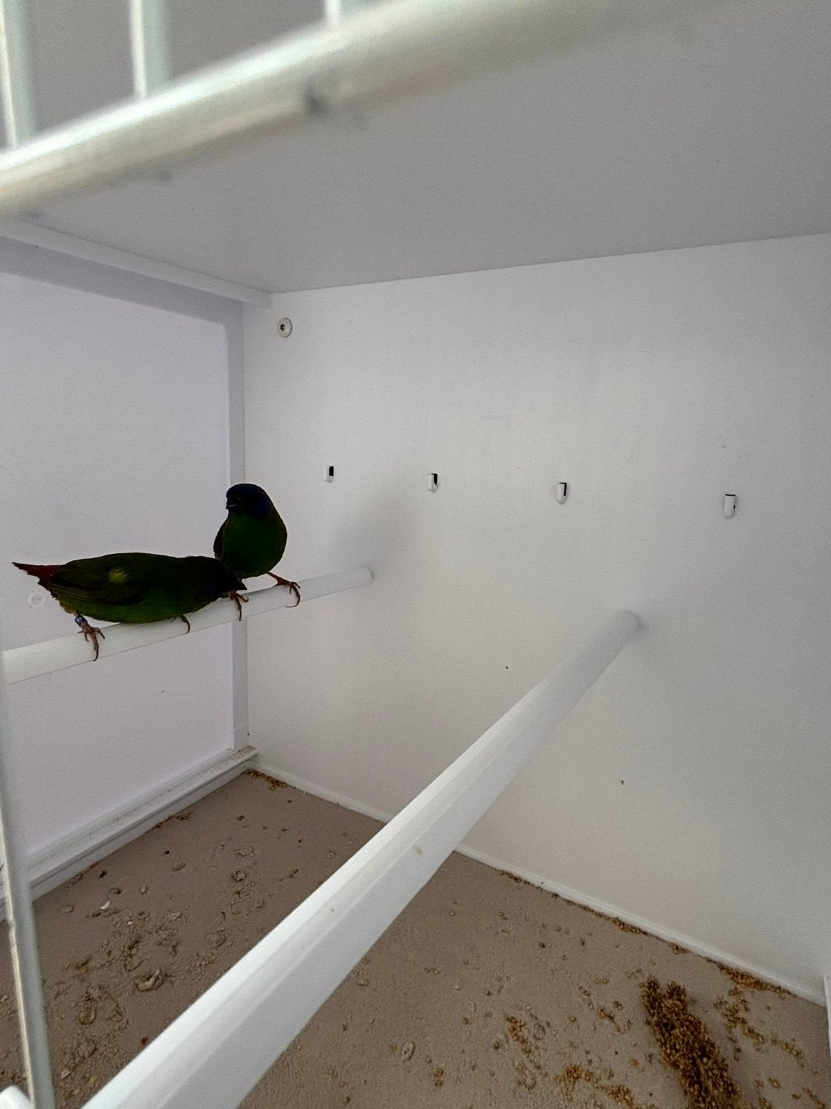papegaai amadines, Meerdere dieren, Papegaai