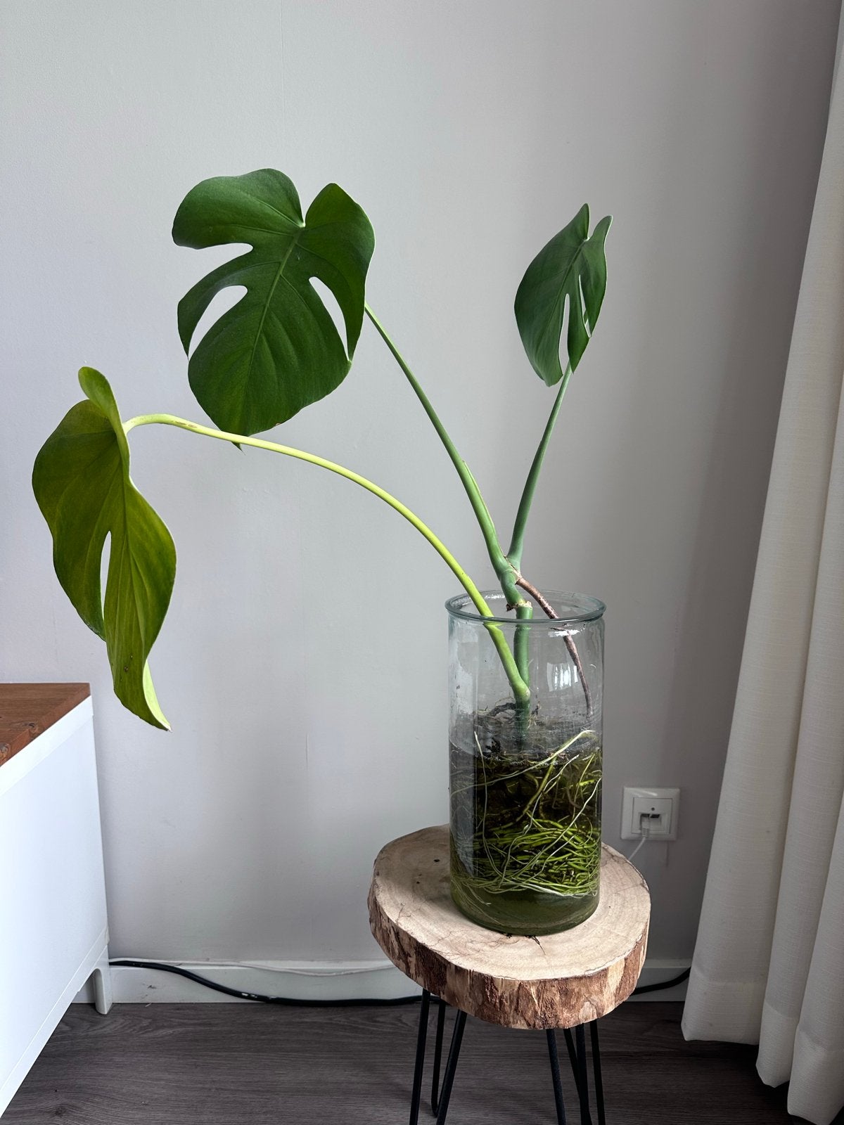 Grote Monstera stek zonder glas, direct in grond of water, Overige soorten, Minder dan 100 cm, Groene kamerplant, Halfschaduw