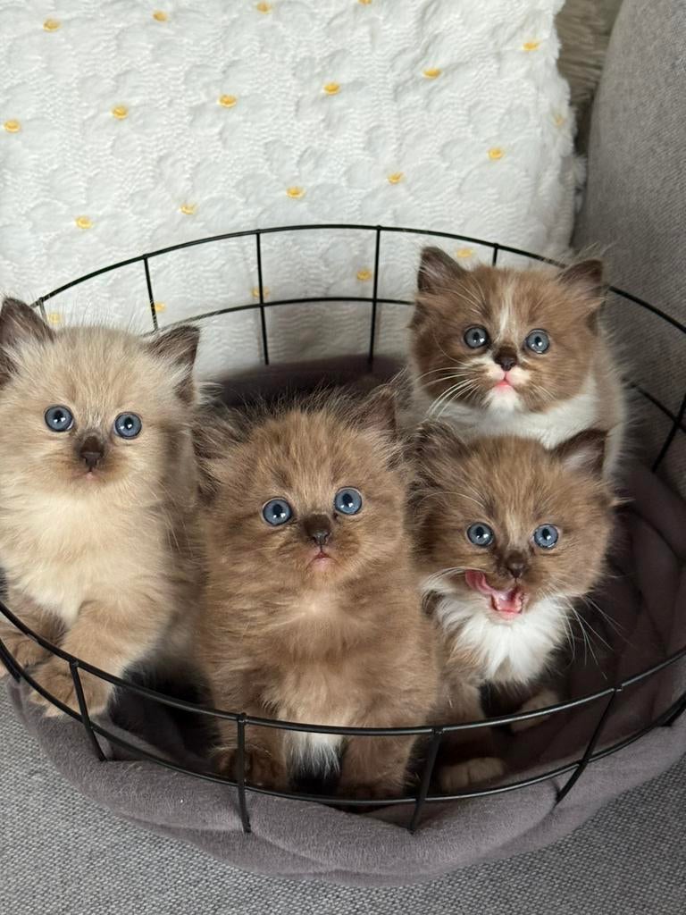 Ragdoll kitten meisje, Poes, Ontwormd
