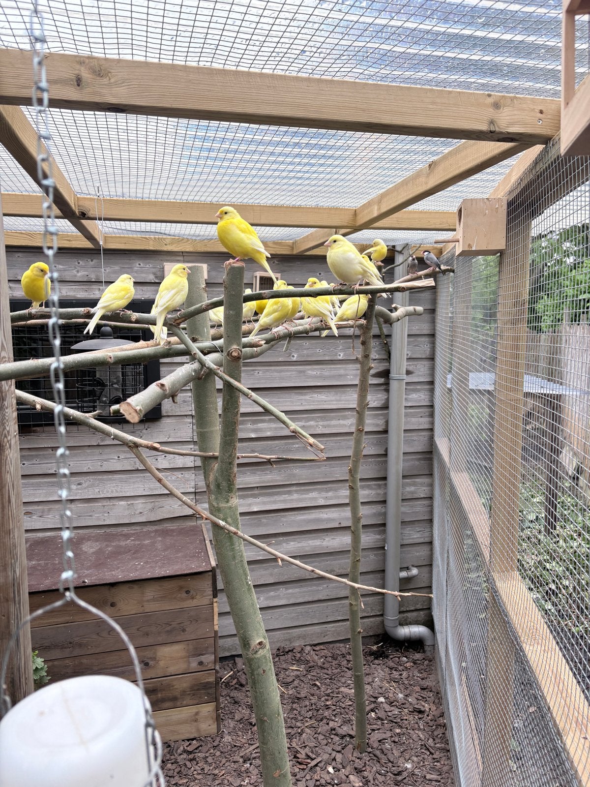 Gele kanariemannen, Dieren en Toebehoren, Mannelijk, Zangkanarie
