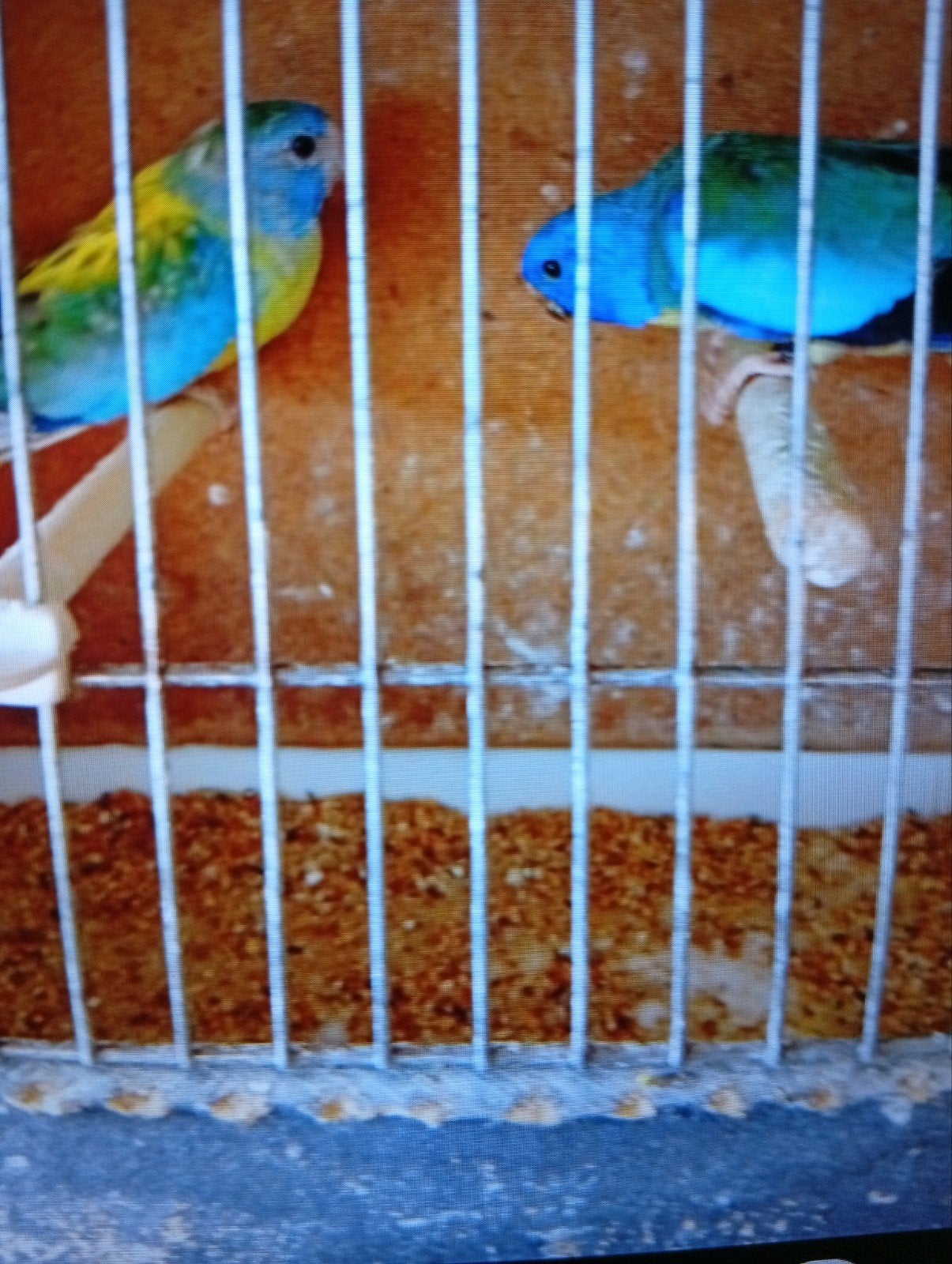kweekkoppel Splendid 25, Dieren en Toebehoren, Vogels | Parkieten en Papegaaien, Meerdere dieren, Parkiet, Geringd
