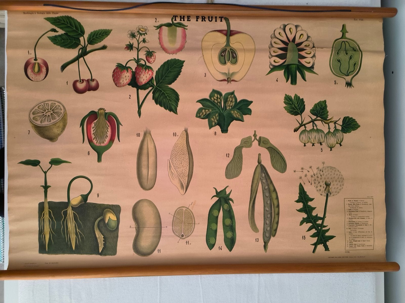 Vintage schoolplaat – “The Fruit” (botanie / plantenleer), Ophalen, Natuur en Biologie