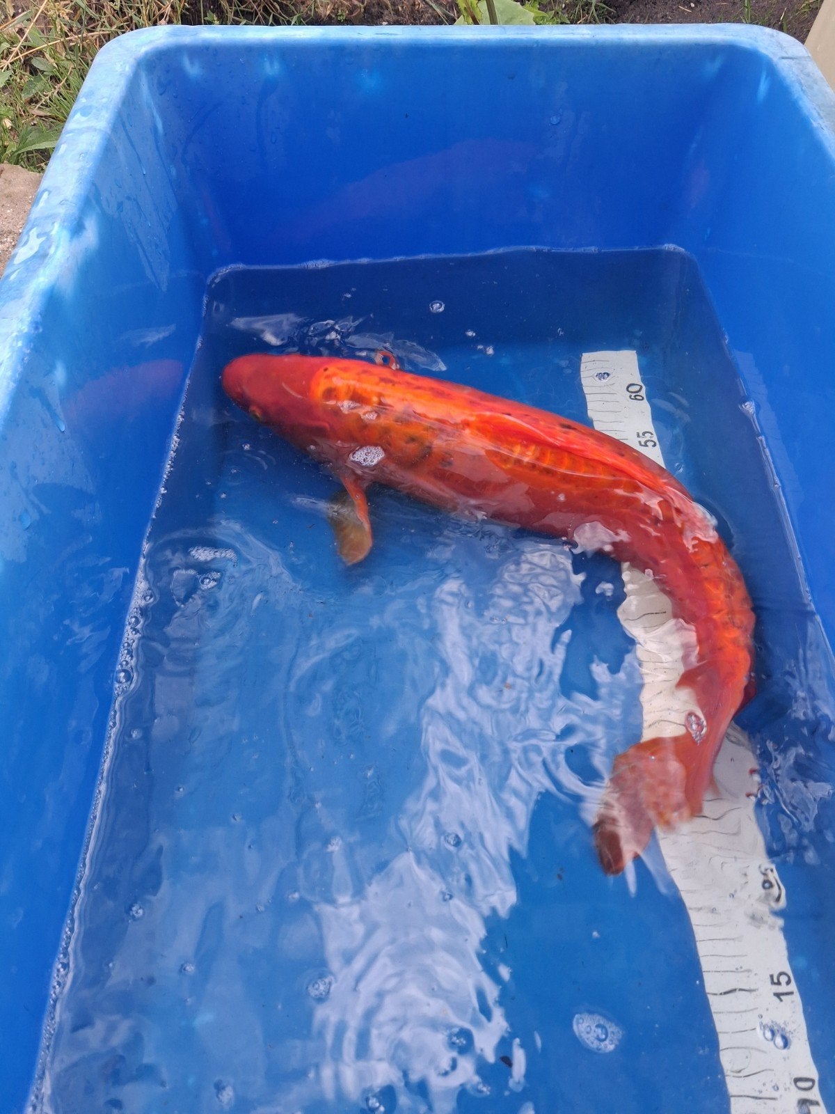 mooie doitsu benigoi, Karper of Koi