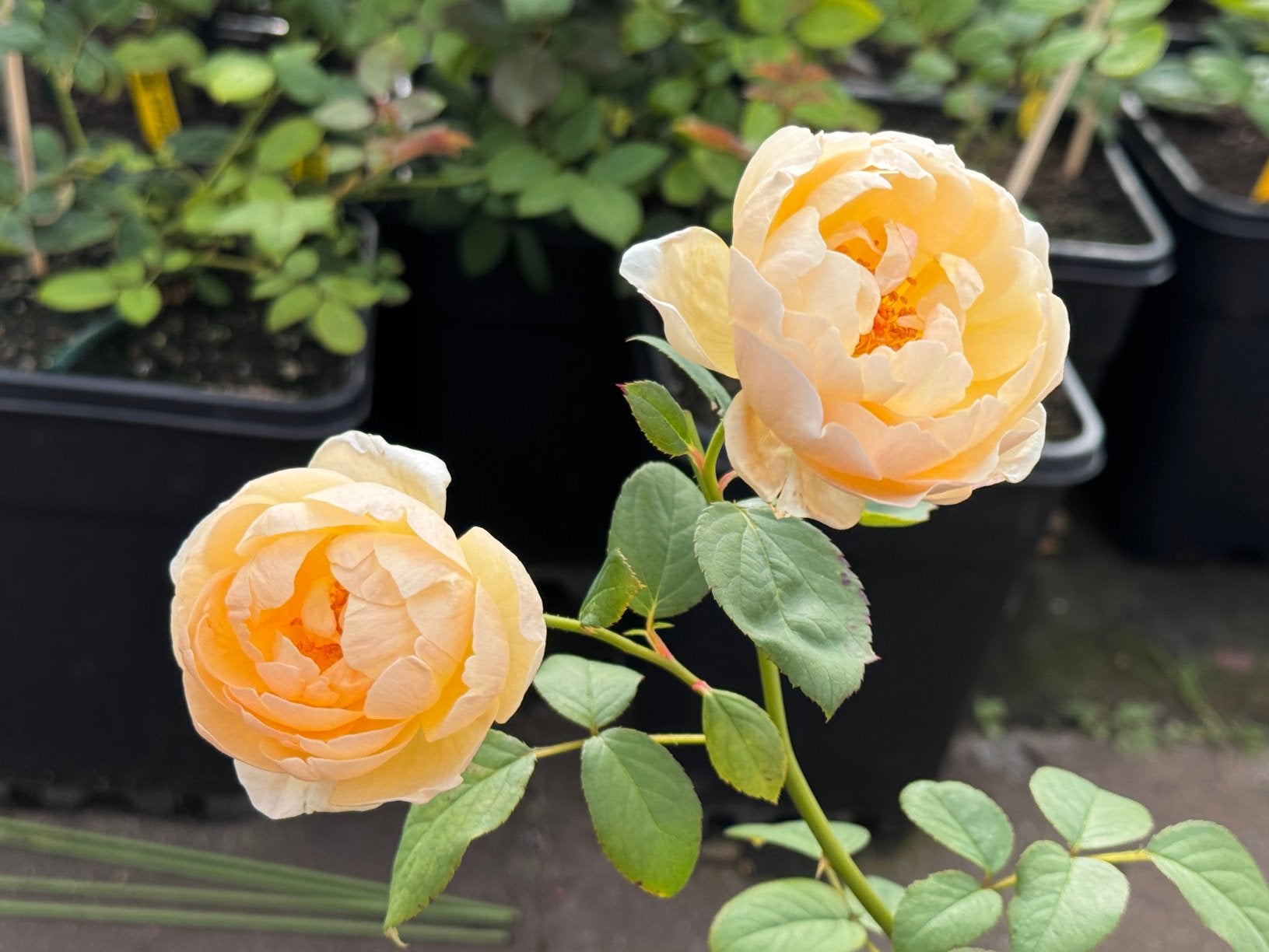 David Austin Jude The Obscure (Ausjo) in 5L pot., Tuin en Terras, Planten | Tuinplanten, Ophalen of Verzenden, Overige soorten