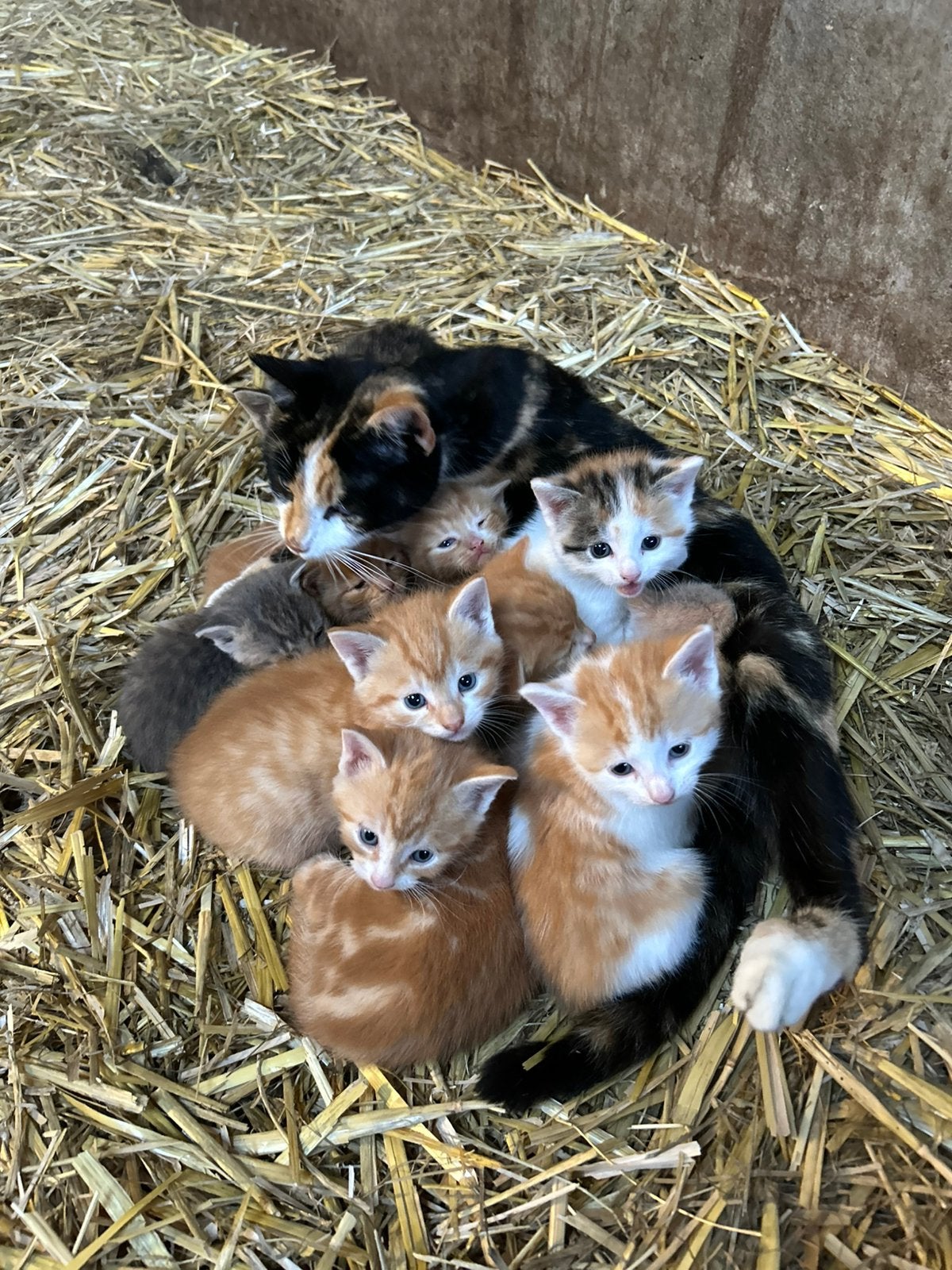 Boerderijkittens – 7 kittens beschikbaar, Dieren en Toebehoren, Katten en Kittens | Overige Katten, Meerdere dieren, Kortharig