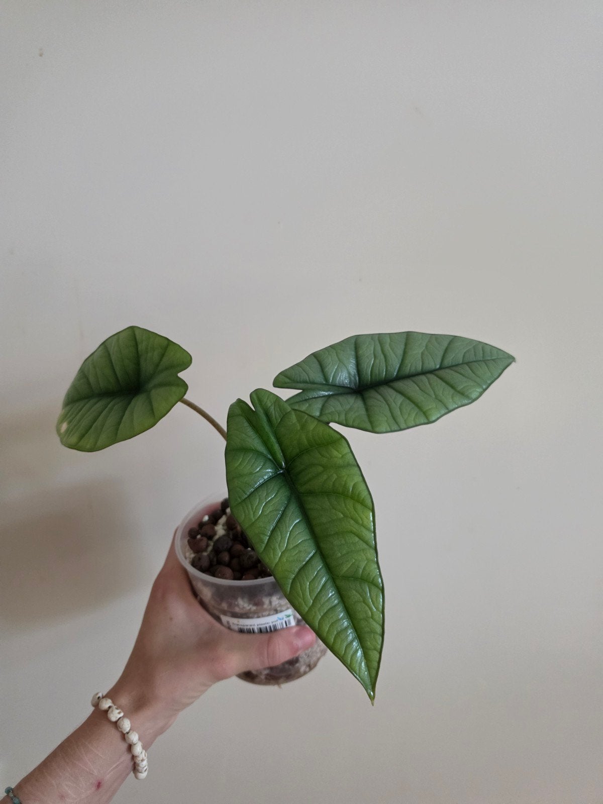 Alocasia Platinum 2x, Huis en Inrichting, Kamerplanten, Ophalen of Verzenden, Halfschaduw, Minder dan 100 cm