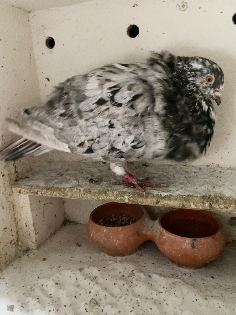 Doffer, Dieren en Toebehoren, Mannelijk, Kropper