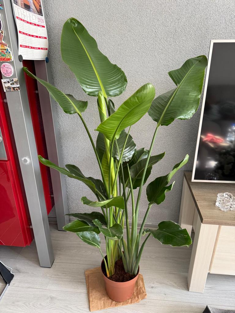 Strelitzia Nicolai, Ophalen, Volle zon, 150 tot 200 cm