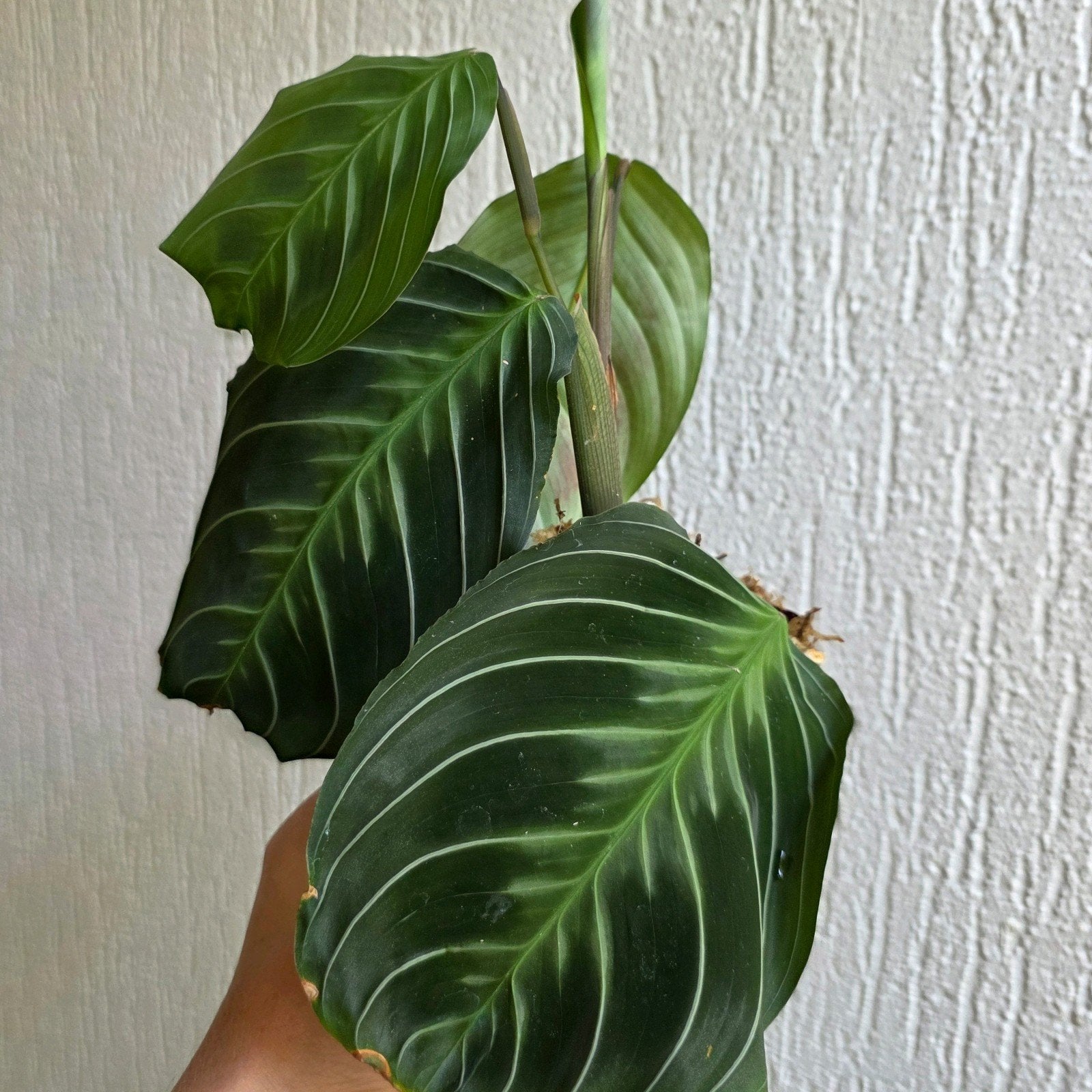 Maranta Cat Moustache | Stek | Kamerplant, Ophalen of Verzenden, Halfschaduw, Minder dan 100 cm