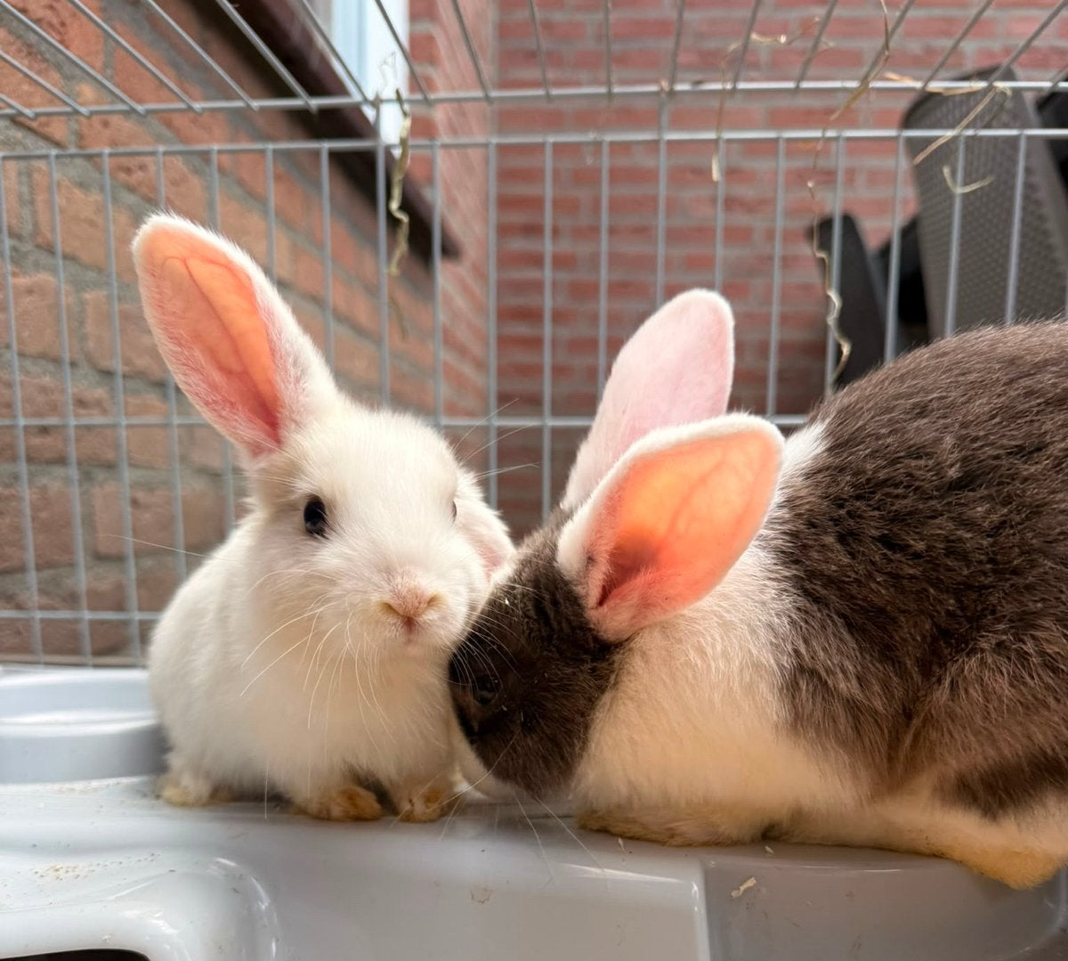 Handtamme konijntjes dwerg super lief