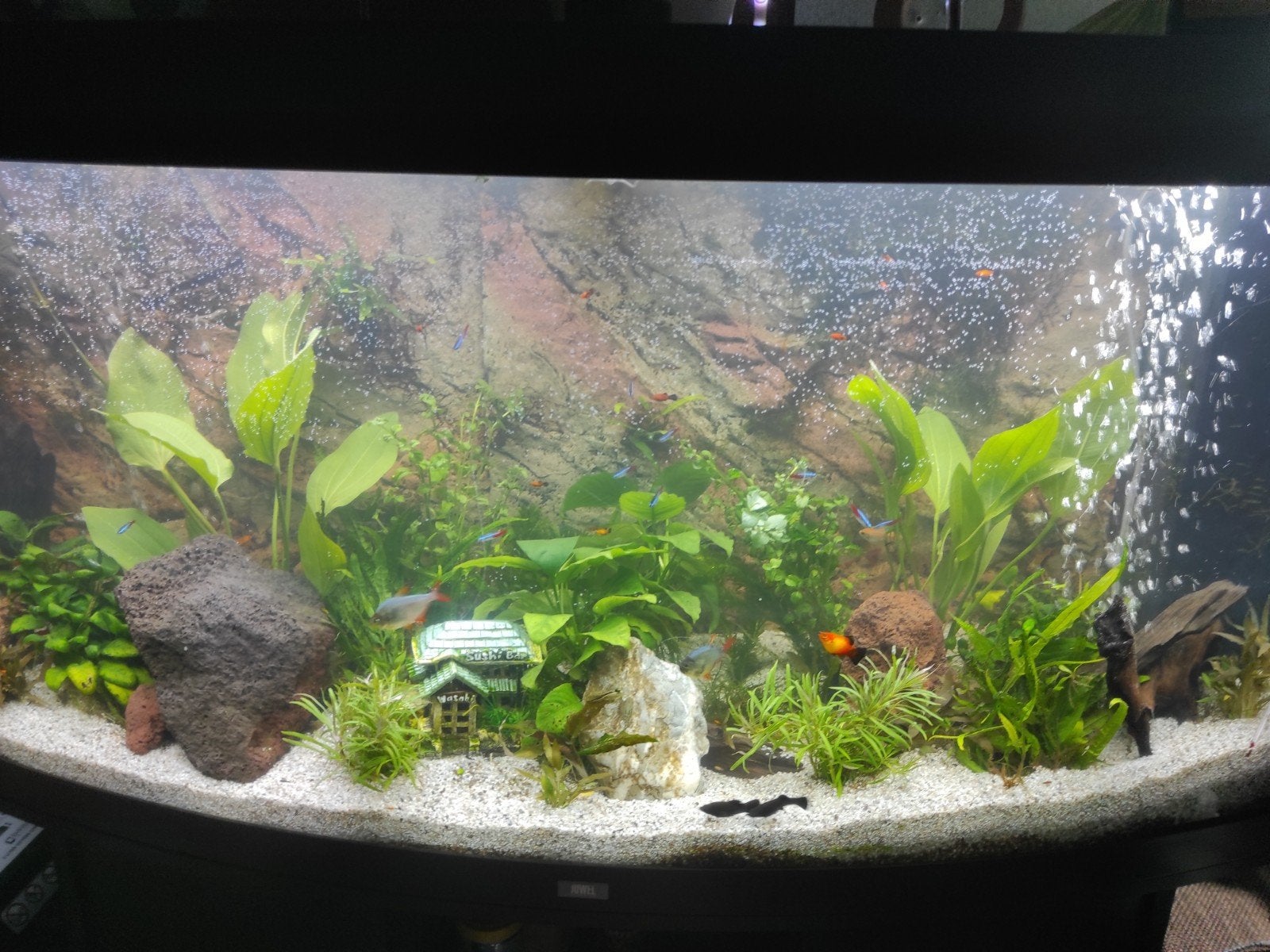 Groot visaquarium, Ophalen, Gevuld zeewateraquarium, Gebruikt, Inclusief vissen