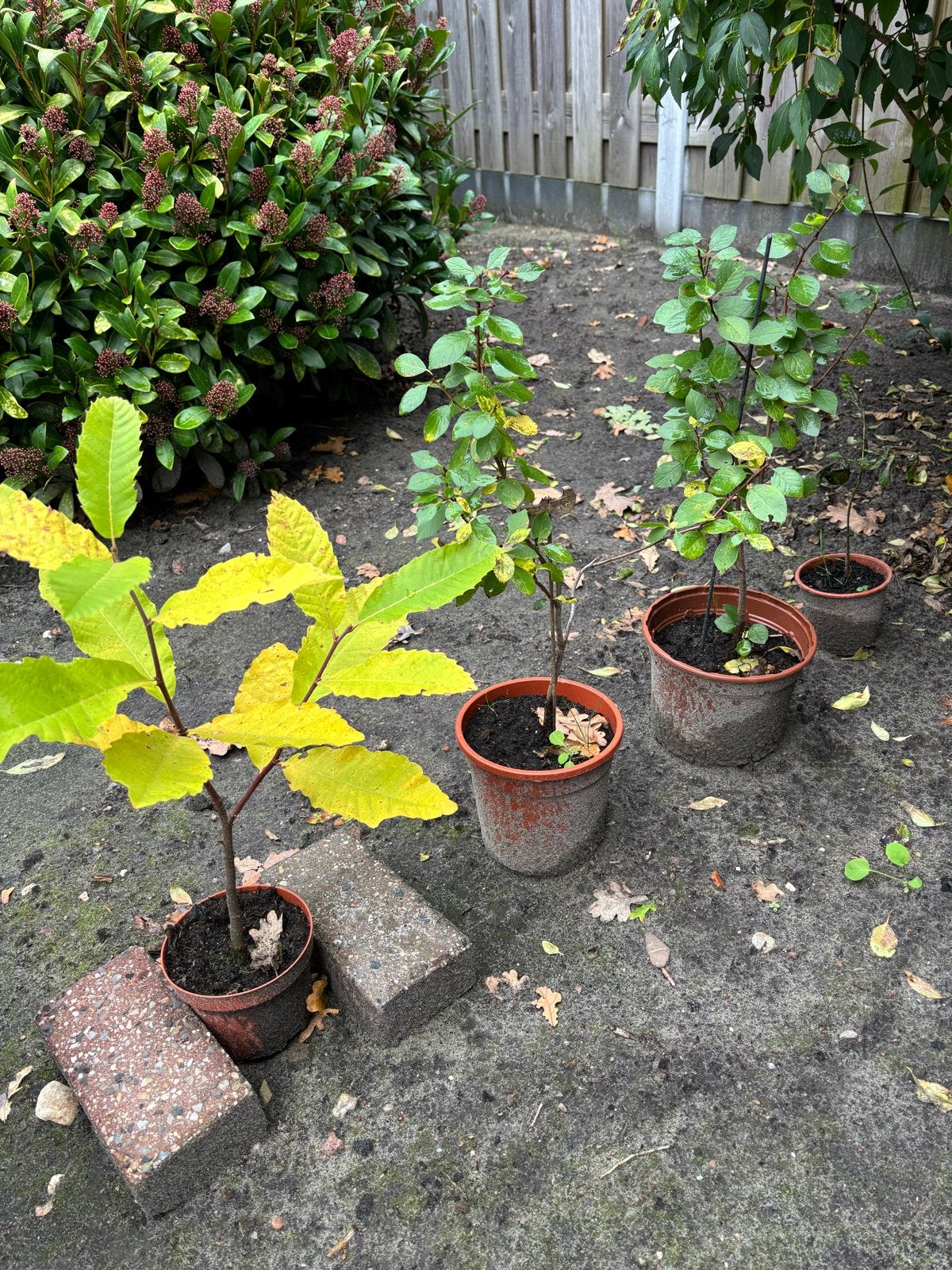 Tamme Kastanje, Efjes  en Walnoot - Jonge Bomen, Tuin en Terras, Ophalen, Minder dan 100 cm, In pot, Overige soorten