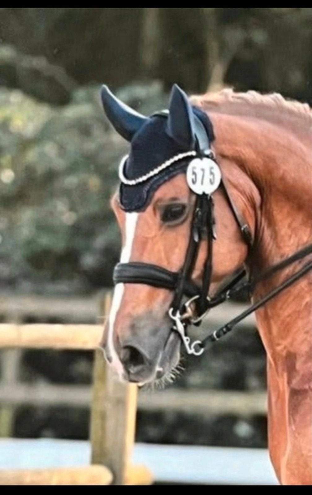 Stang en trens hoofdstel, Ophalen of Verzenden, Zwart, Anatomisch gevormd, Full