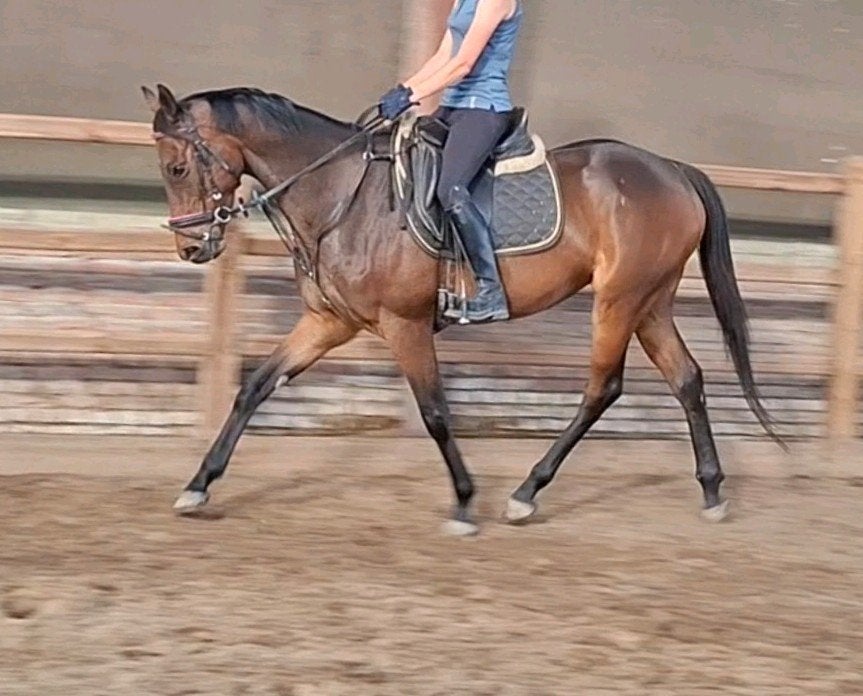 Brave 6 jr E pony 1,56 mtr(recreatie-manege-sport), Dieren en Toebehoren, Pony's, 3 tot 6 jaar, Recreatiepony, Merrie, E pony (1.48m - 1.57m)