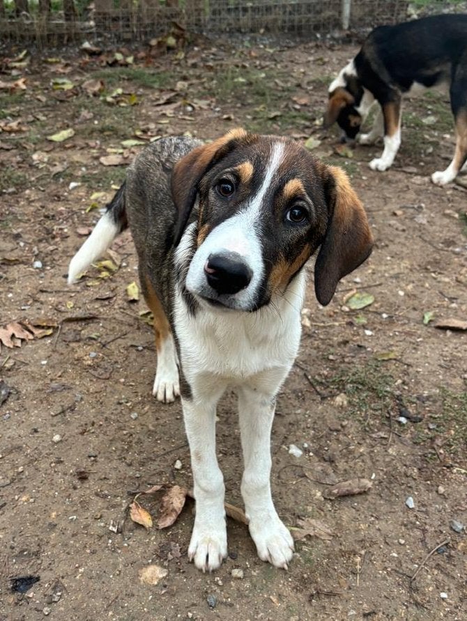 Thomas – lieve puppy op zoek naar een liefdevol thuis, Dieren en Toebehoren, Particulier, Reu, 8 tot 15 weken, Buitenland