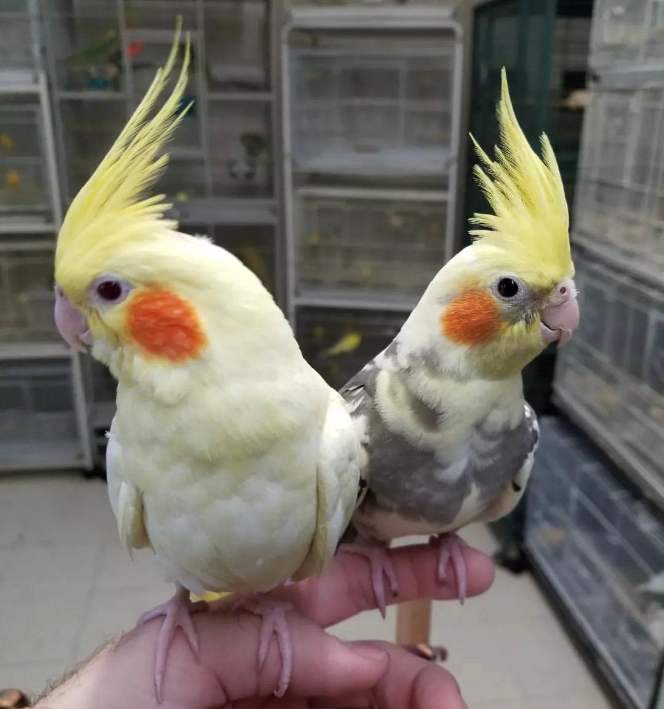 jonge valkparkieten / cockatiels in diverse kleuren, Dieren en Toebehoren, Meerdere dieren, Parkiet, Pratend