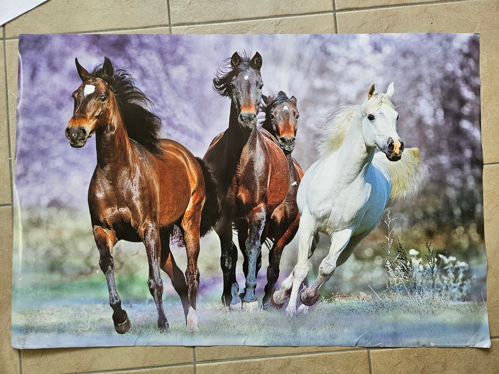 Grote poster van rennende paarden, Gebruikt, 1980 tot heden, Ophalen of Verzenden, Dier