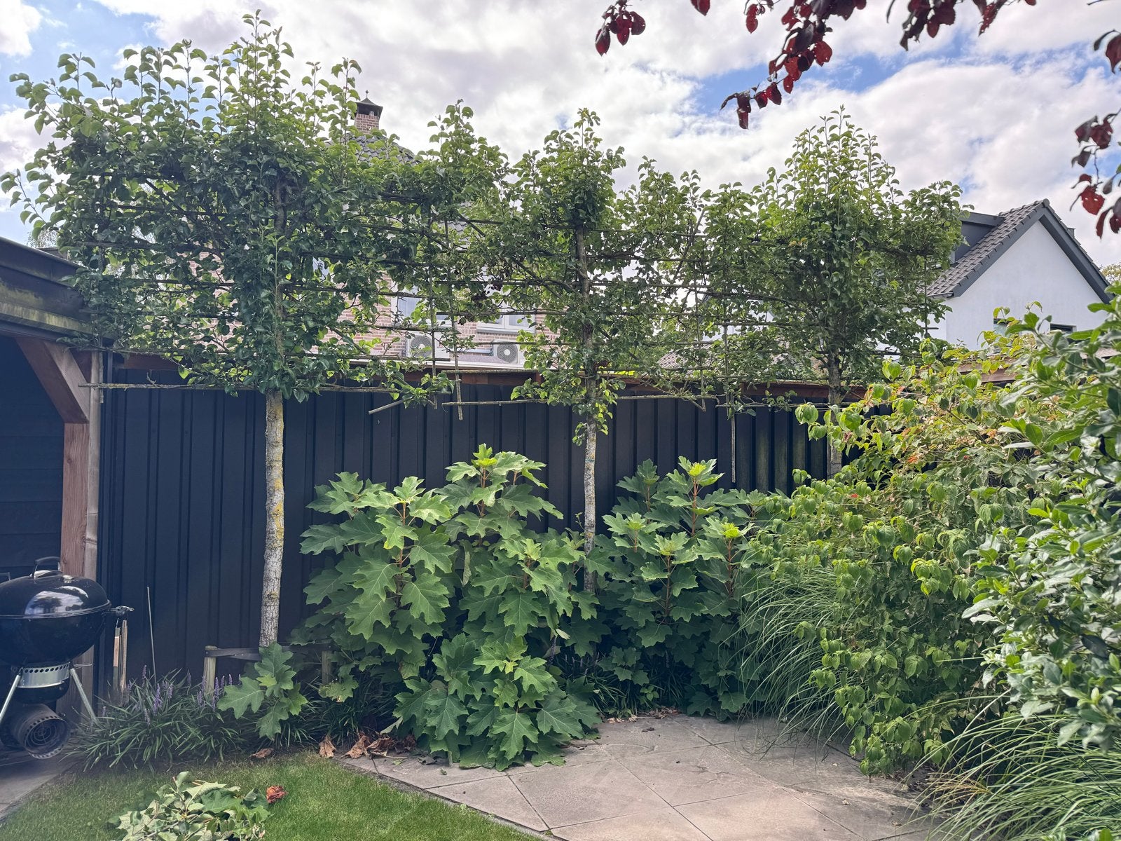 Leiboom sierpeer, Tuin en Terras, Ophalen, Volle zon, Leiboom, 100 tot 250 cm
