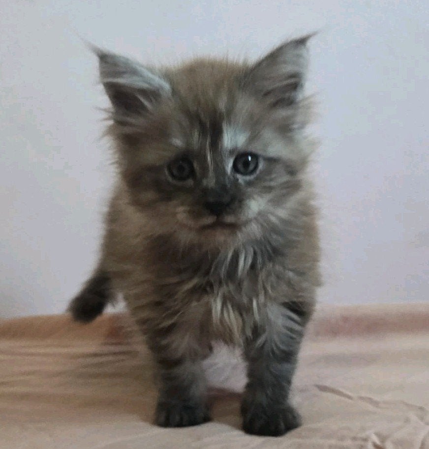 maine coon katertje met stamboom, Dieren en Toebehoren, Kater, Met stamboom, 0 tot 2 jaar