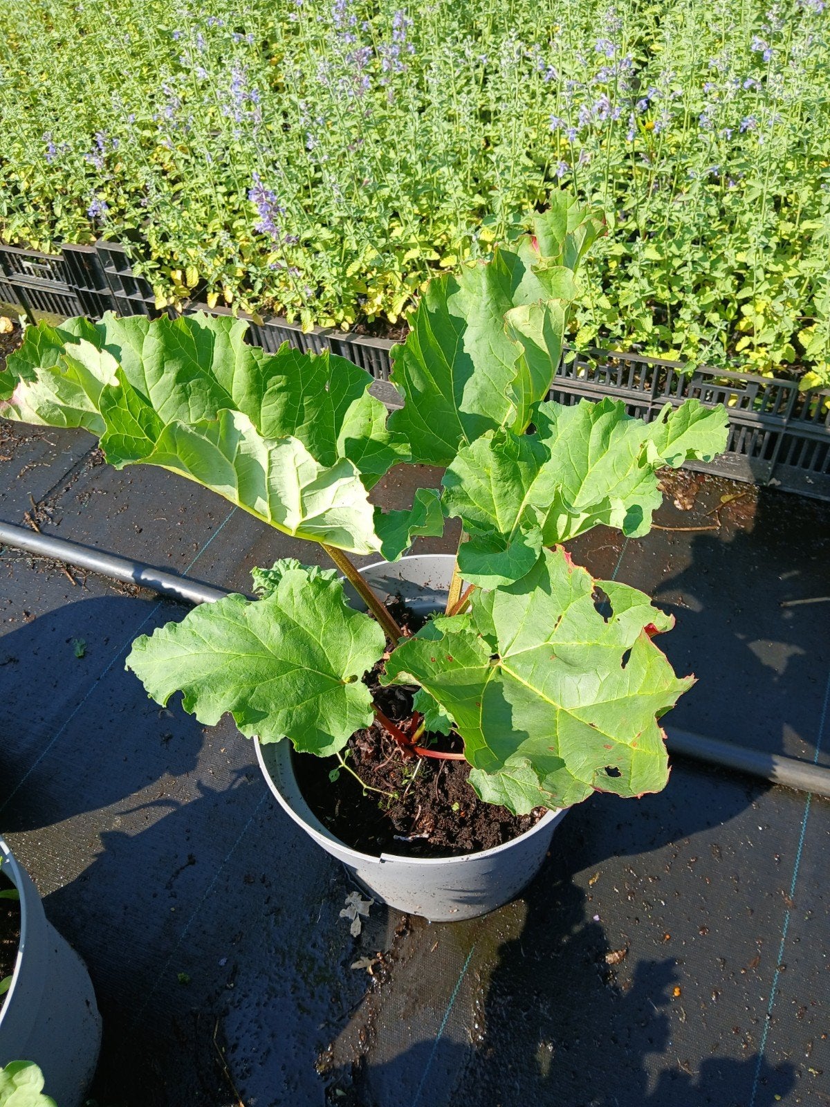 Rode Rabarberplant - Vers en Klaar om te Planten, Ophalen, Volle zon, Lente, Groenteplanten