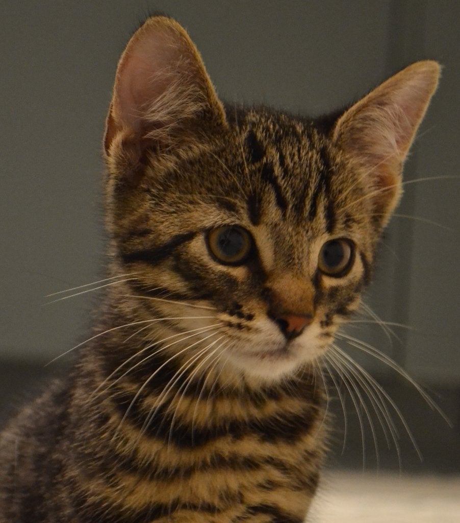 Tijgerkitten, katertje, geboren 2 mei., Dieren en Toebehoren, Katten en Kittens | Overige Katten, Kater, Kortharig, 0 tot 2 jaar