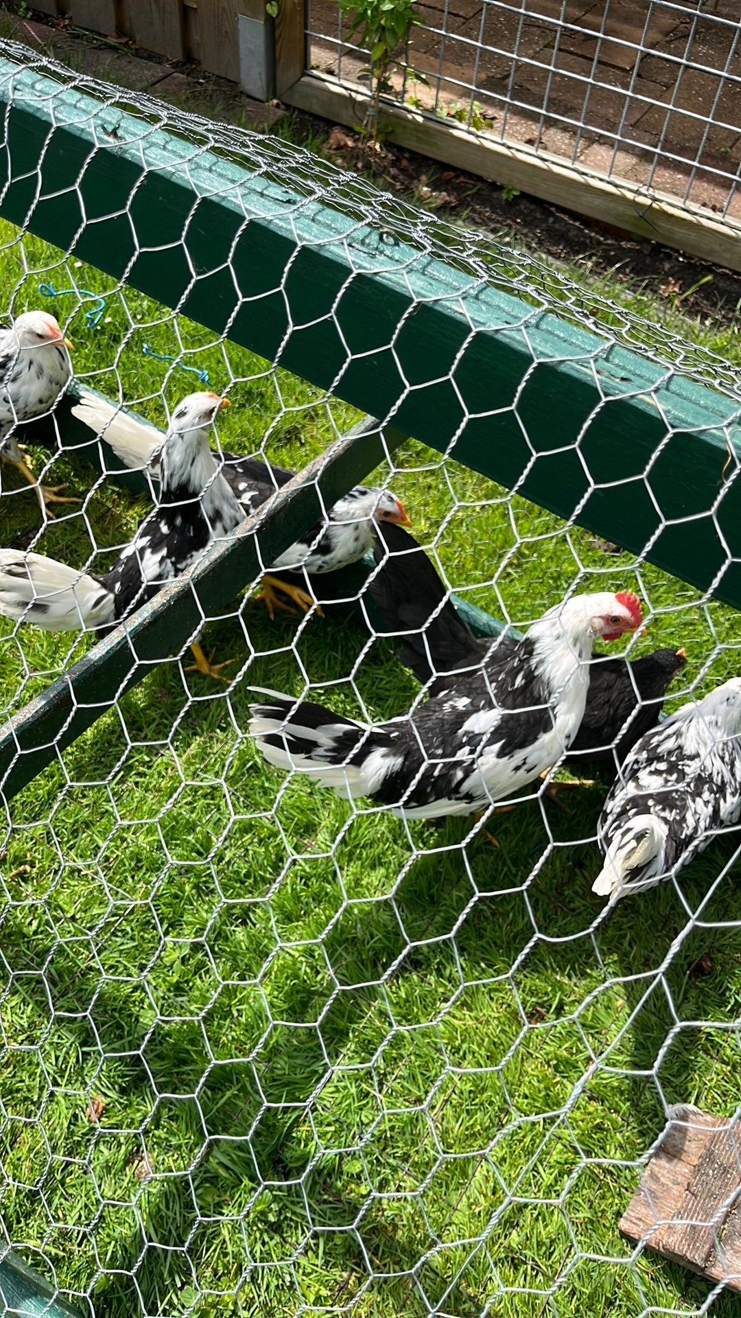 Bonte leghorn haan, Dieren en Toebehoren, Pluimvee, Mannelijk, Kip