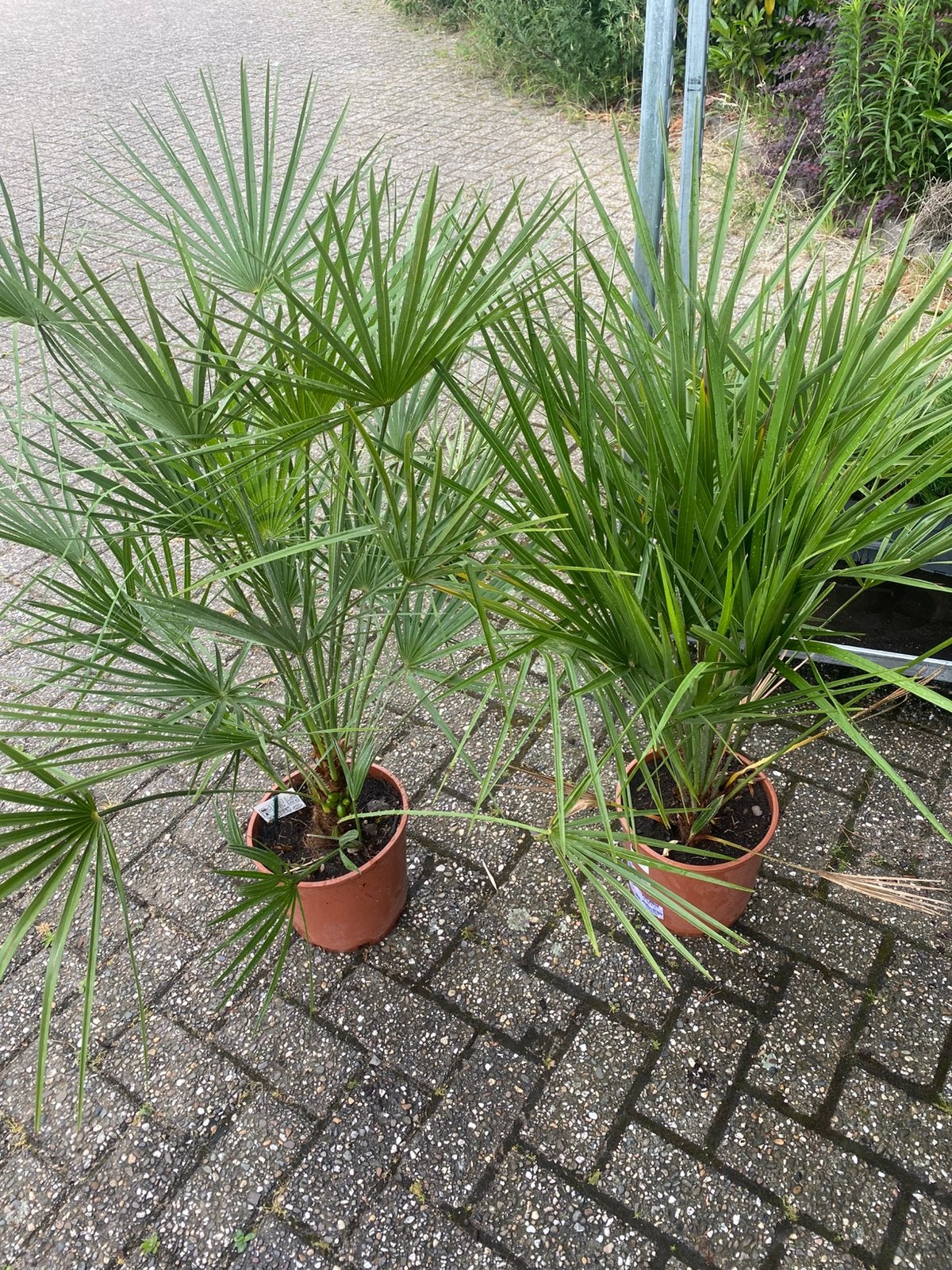Aangeboden 2 chamaerops humillis palmpjes, Ophalen, Overige soorten, Volle zon