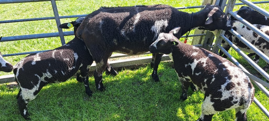 10 bonte schapen met lammere zwoeger en scrapie vrije status, Dieren en Toebehoren, Meerdere dieren, Schaap, 3 tot 5 jaar