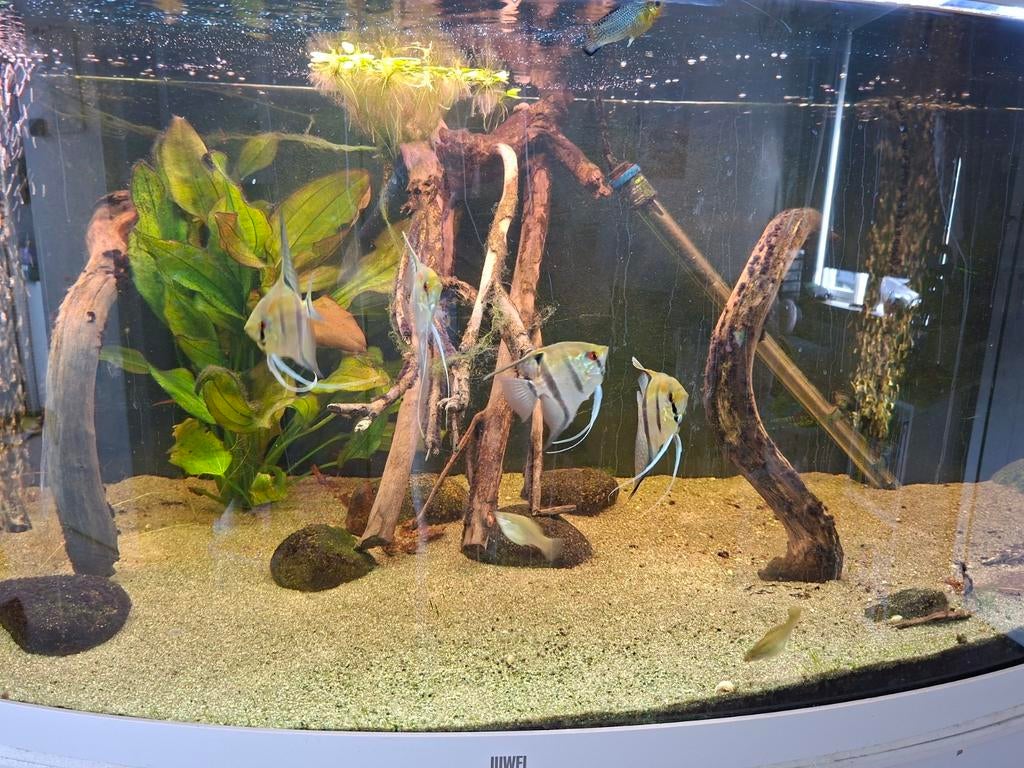 5 jonge Pterophyllum scalare wildkleur (maanvis), Dieren en Toebehoren, Vissen | Aquariumvissen, Vis