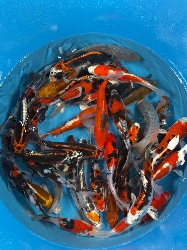 Kase Tosai Mix | 16–20 cm, Karper of Koi