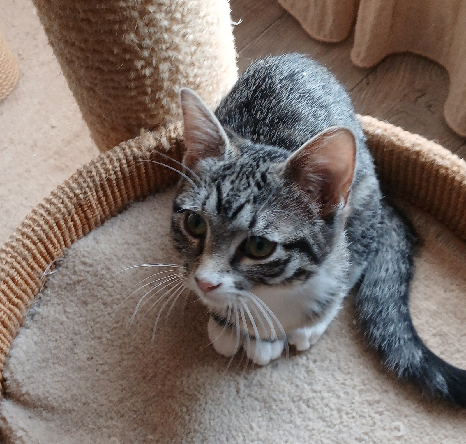 BLAUWE RUS /SIBERISCHE BOSKAT KITTENS, Meerdere dieren, Ontwormd, 0 tot 2 jaar