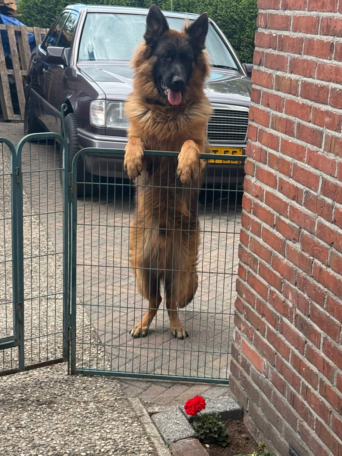 ter dekking aangeboden oud duitse herder stoklangharig, Dieren en Toebehoren, Honden | Herdershonden en Veedrijvers, Reu, 1 tot 2 jaar