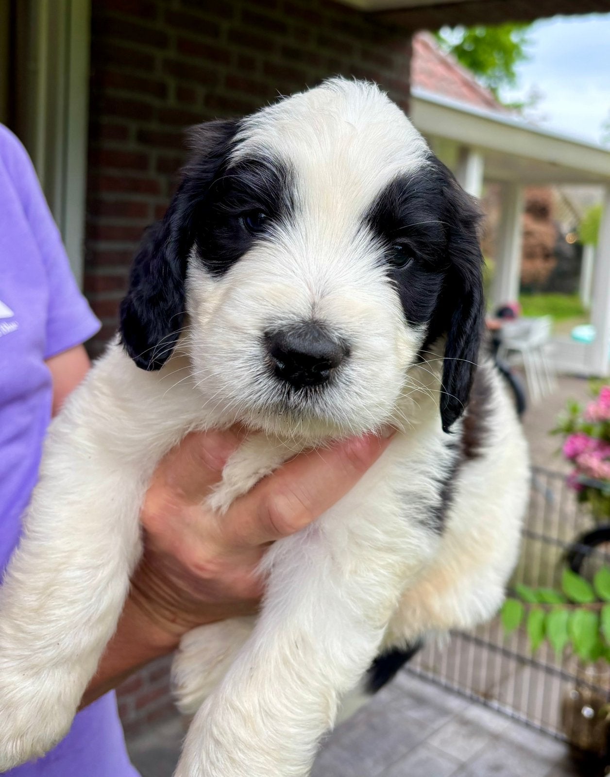 Saintber Doodles, Parvo, 8 tot 15 weken, Groot, Meerdere