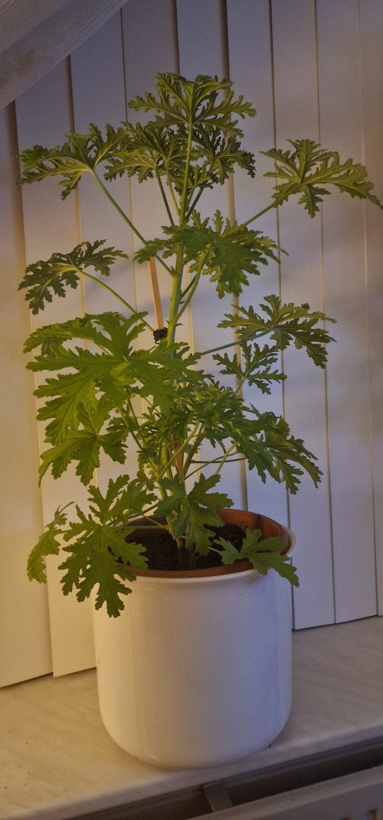 Grote Groene citroenella antie mug plant, 100 tot 150 cm, Overige soorten, In pot, Groene kamerplant
