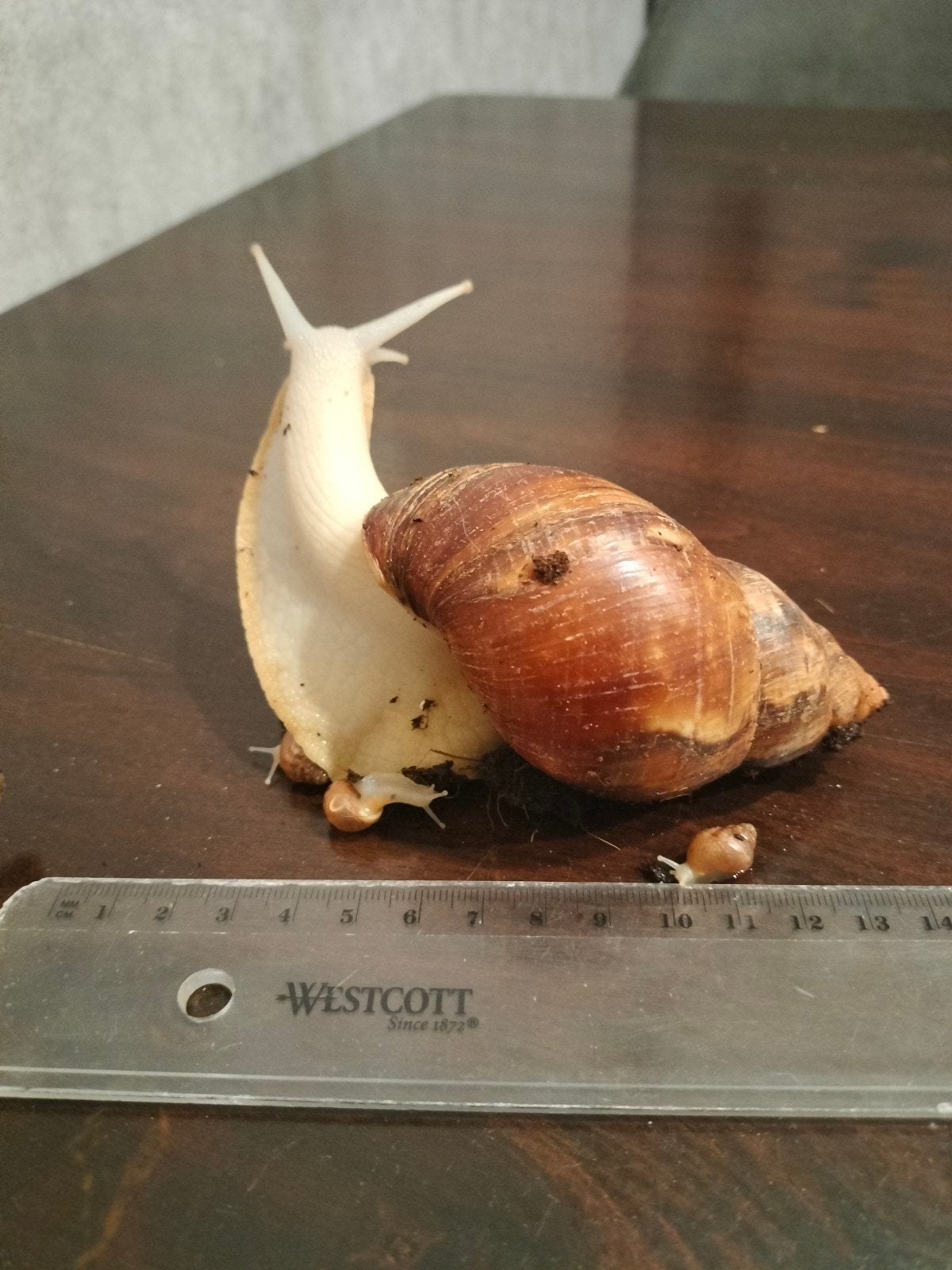 Afrikaanse reuzenslak, Dieren en Toebehoren, Overige soorten, Met terrarium, 0 tot 2 jaar