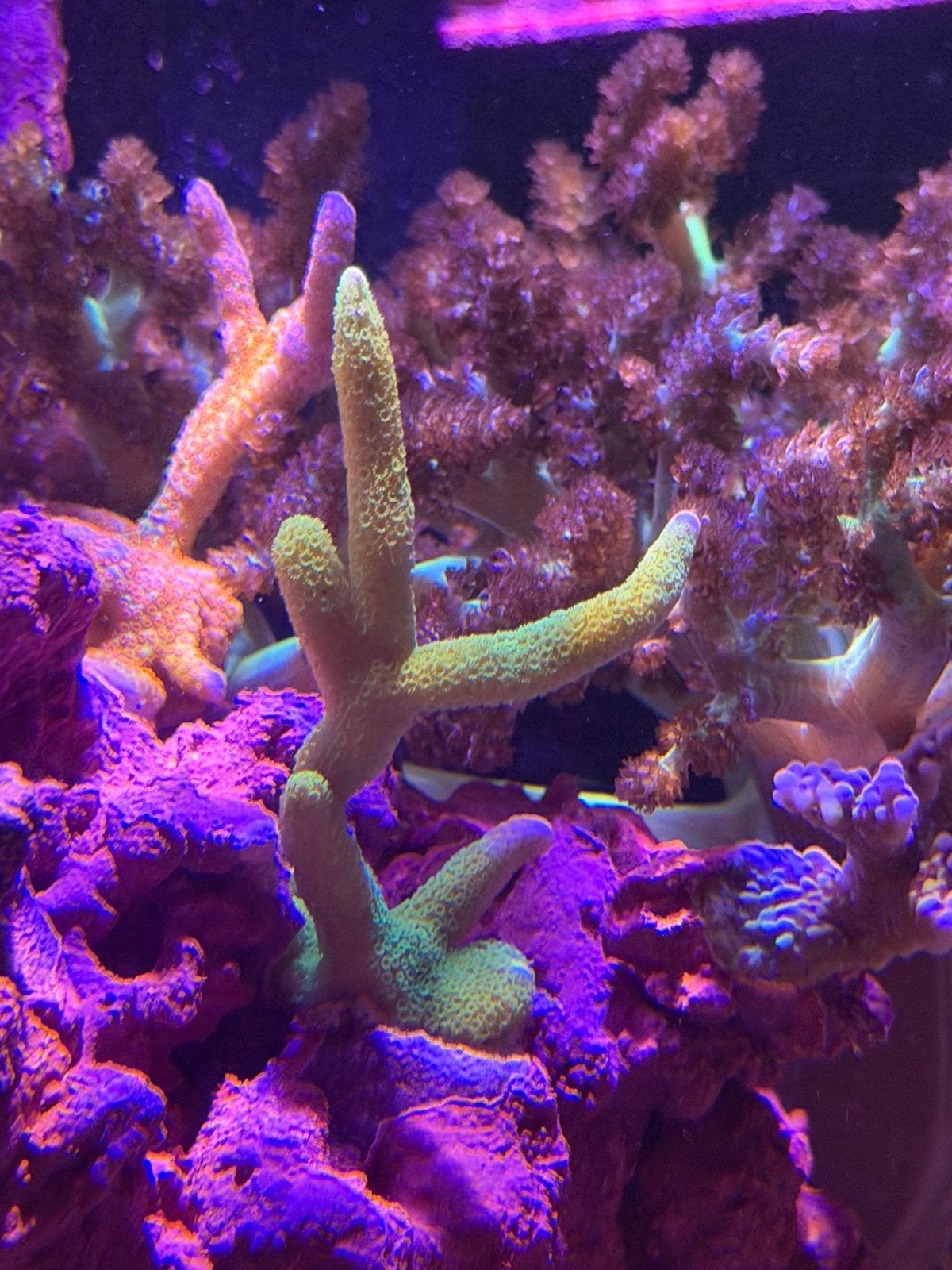 Montipora digitata groen, Dieren en Toebehoren, Vissen | Aquariumvissen, Overige typen