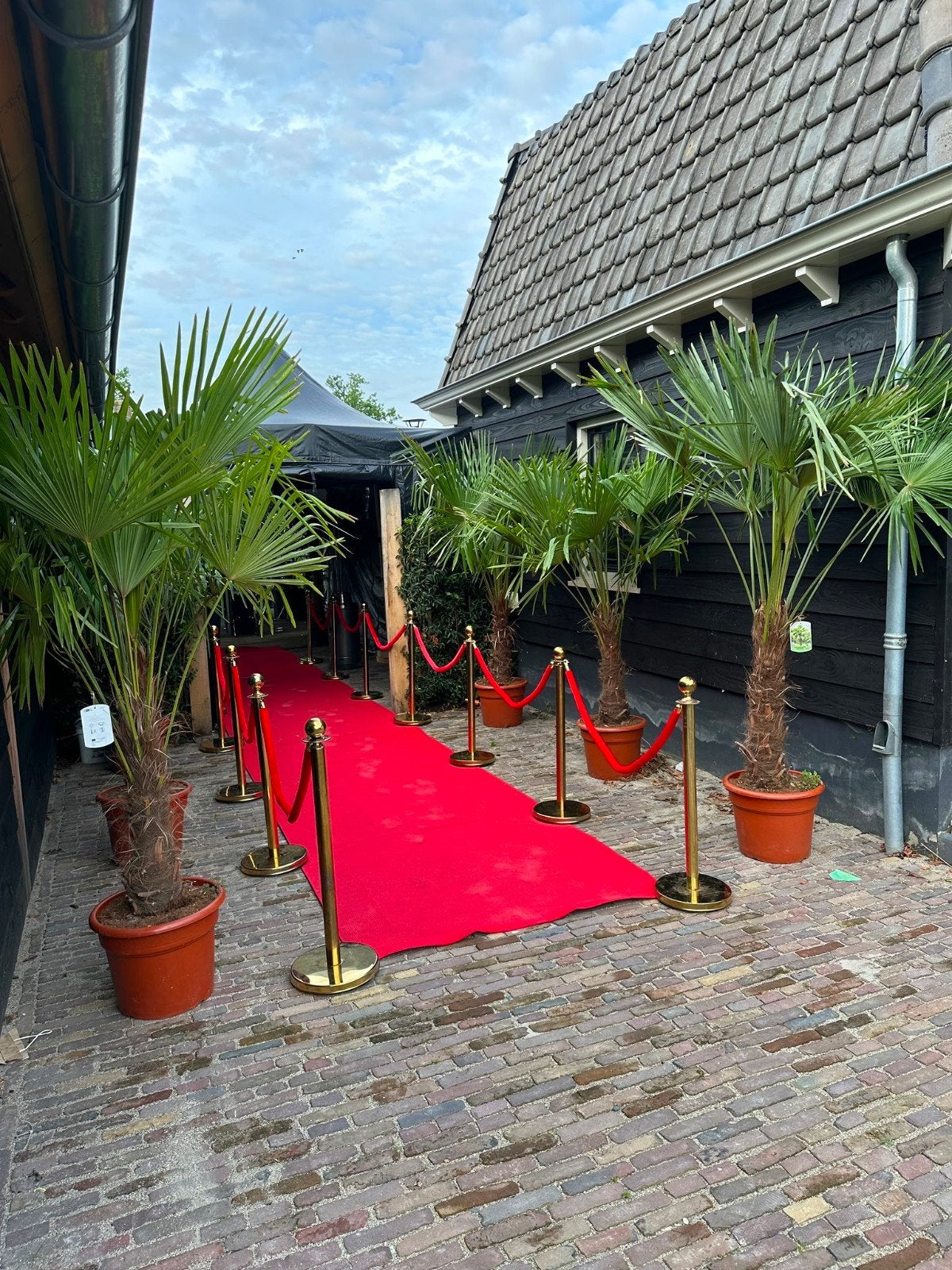 Palmbomen 200cm stam 70cm hoog: 175 euro, Ophalen of Verzenden