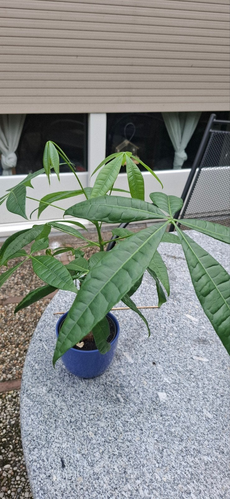 Geldboom (Pachira Aquatica) - Jonge plant in pot, Ophalen