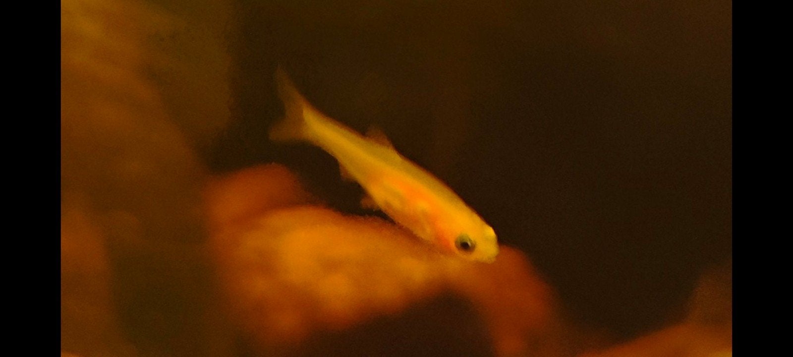 Jonge Fathead Minnows /goud elrits (Pimephales promelas)), Dieren en Toebehoren, Vis