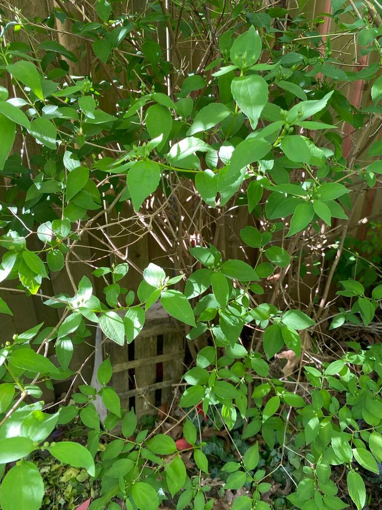 Amurkamperfoelie zoekt fijne tuin - Zelf uitscheppen, Tuin en Terras, Planten | Tuinplanten, Vaste plant, Halfschaduw, Lente, Ophalen