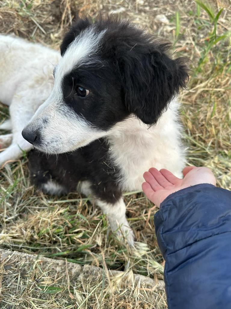 Gastgezin of adoptant gezocht voor pup Pongo, Particulier, 15 weken tot 1 jaar, Reu, Buitenland
