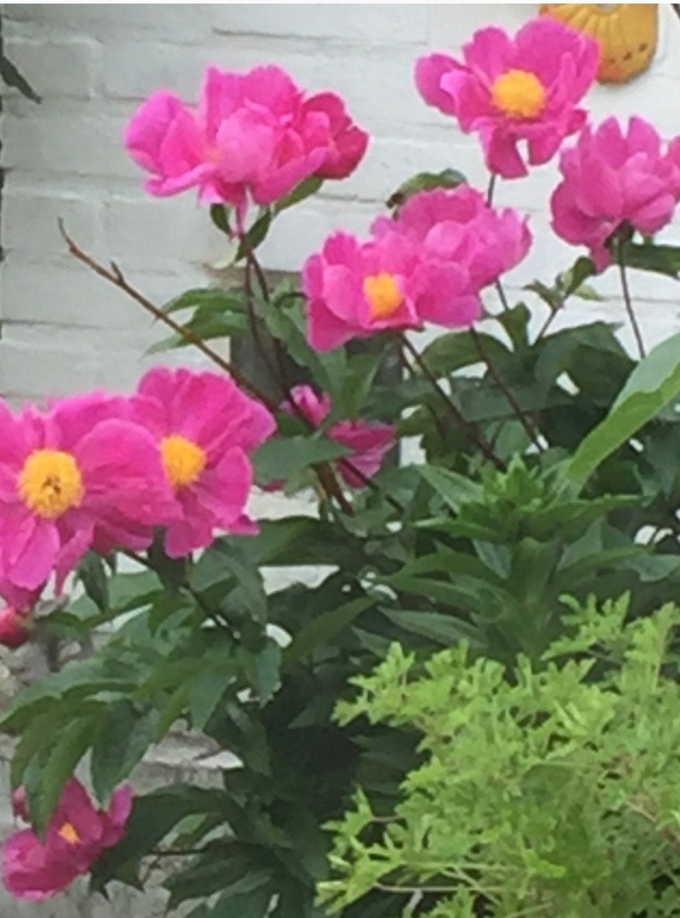 pioenrozen, Tuin en Terras, Volle zon, Vaste plant, Zomer, Ophalen