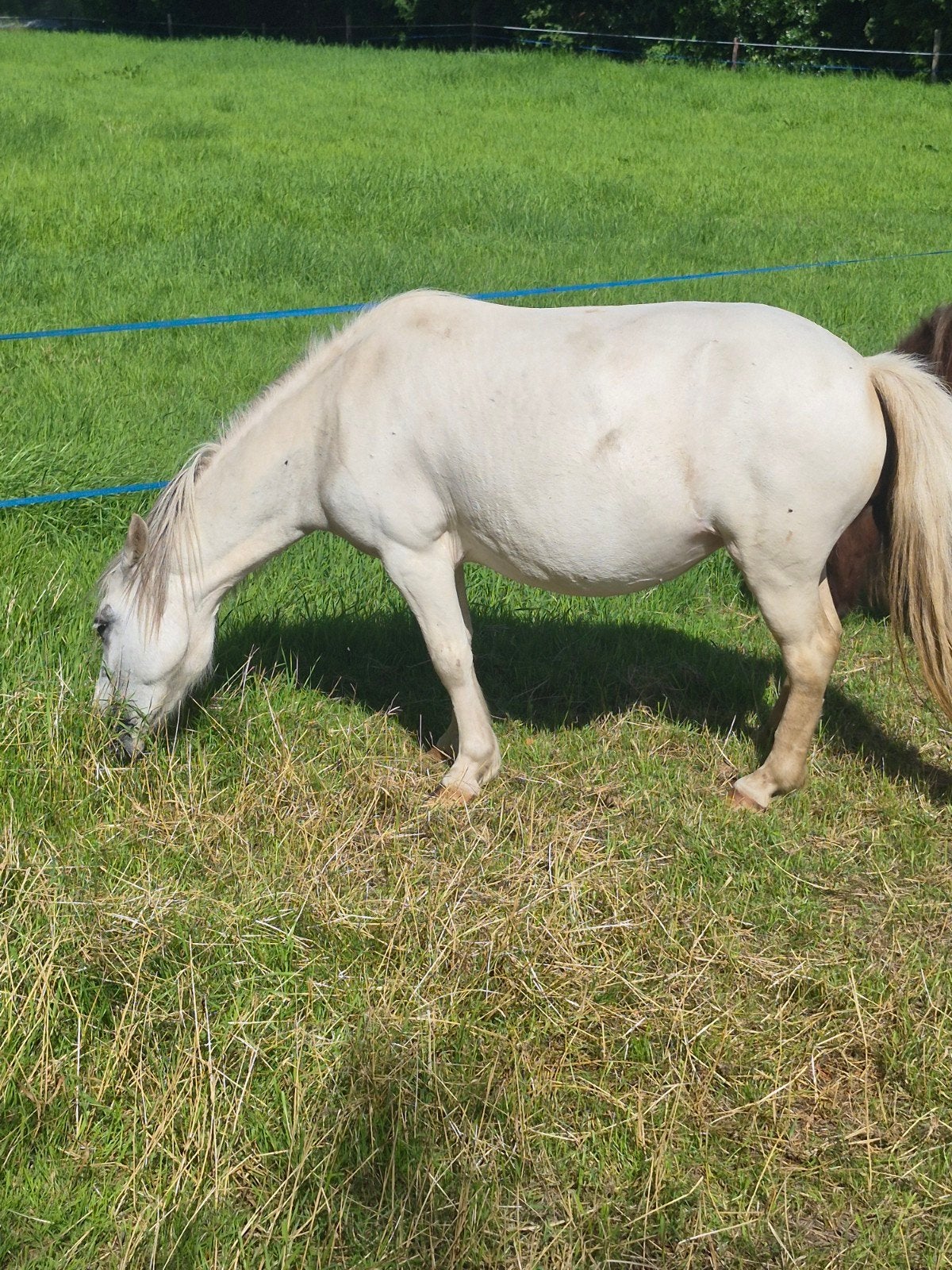 shetlander merrie,s, Dieren en Toebehoren, Merrie